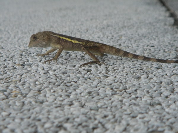 Lizard in Taiwan